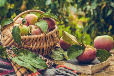 Taze organik elmalar sepette