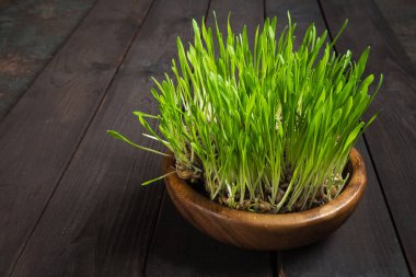 Kırsal tarzda hafif ahşap bir zemin üzerinde, yakın çekim alanı olan buğday filizleri.