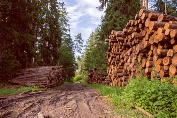 Woodpile Φρεσκοκομμένου Πεύκης Συνδέεται Δασικός Δρόμος Κάτω Από Ηλιόλουστο Ουρανό — Φωτογραφία Αρχείου