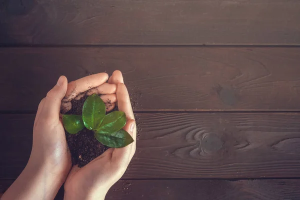 female hands with green sprout and soil over a wooden background