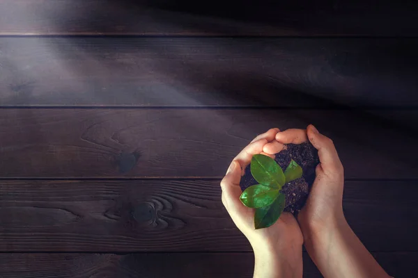 female hands with green sprout and soil over a wooden background