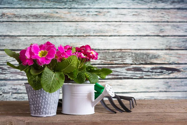 concept of spring gardening: colorful primroses, watering can, garden tools, garden equipment on a wooden background near the wall