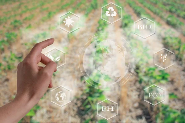 आईओटी के साथ स्मार्ट कृषि, भविष्यवादी कृषि अवधारणा, अभिनव प्रौद्योगिकी का उपयोग करके पारिस्थितिक कृषि की खेती — स्टॉक फ़ोटो, इमेज