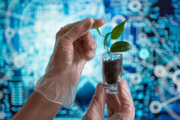 Agricultura inteligente com IoT, conceito de agricultura futurista, cultivando agricultura ecológica usando tecnologias inovadoras — Fotografia de Stock