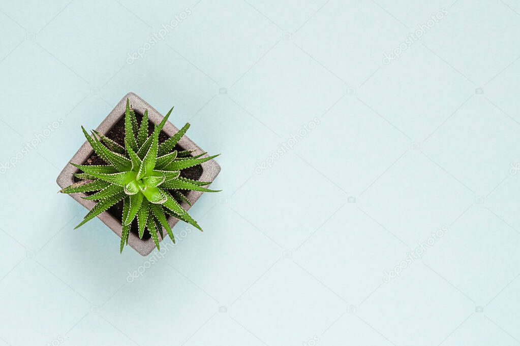 Succulent plant on color pastel paper background, top view, flat la