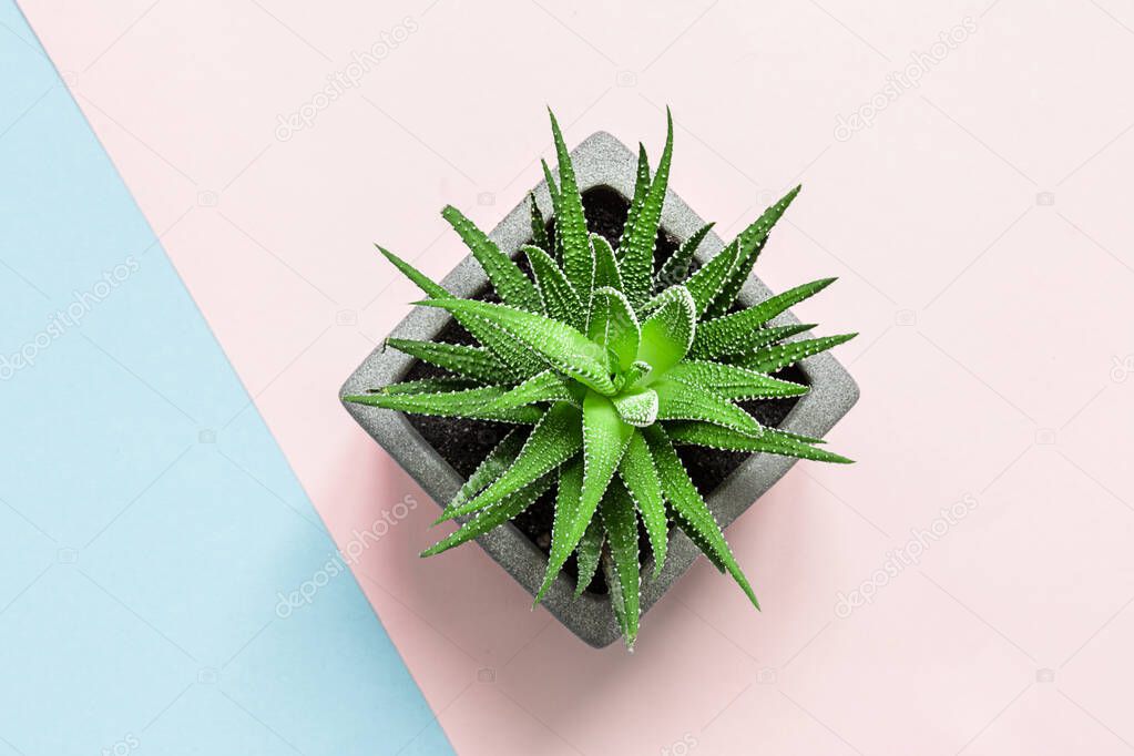 Beautiful pattern of green succulent isolated on pink background. Flat lay, top view.