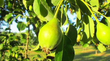 Ağaçta olgunlaşan genç armutlar