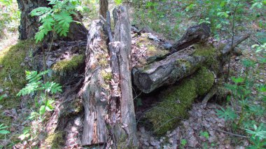 Yeşil yosunla kaplı ormandaki eski kütükler