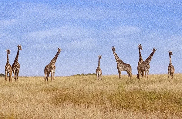 Жирафы Летят Выжженной Саванне Против Голубого Неба — стоковое фото