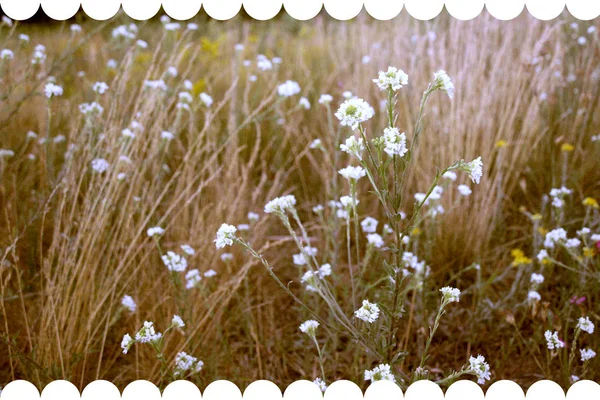 Vintage achtergrond weinig bloemen, natuur prachtig, toning ontwerp voorjaar natuur, zon planten — Stockfoto