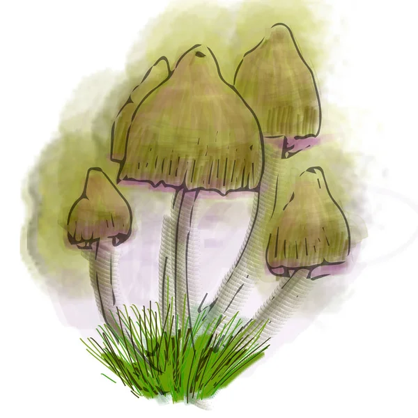 Villkorligt ätliga svampar illustration gjord i Photoshop. — Stockfoto