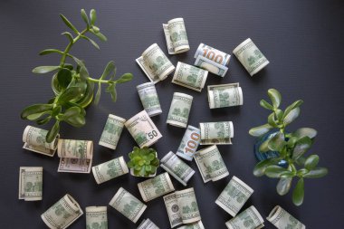 Yüz dolarlık banknotlar siyah bir arka plan, Amerikan para birimi ve yeşil genç filiz dağılmış