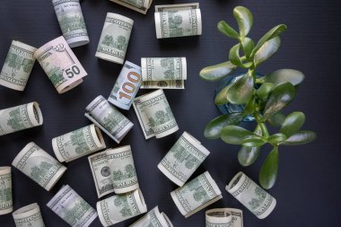 Yüz dolarlık banknotlar siyah bir arka plan, Amerikan para birimi ve yeşil genç filiz dağılmış