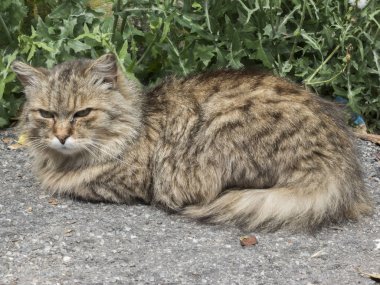 2018 - Brescia İtalya Mille miglia - 1000 miles - 16 Mayıs