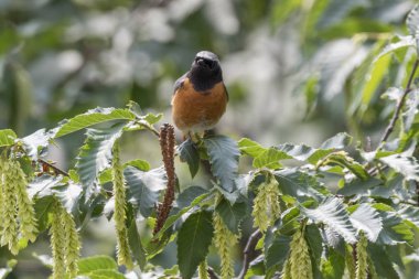 kızılkuyruk phoenicurus kuş ağaç üzerinde