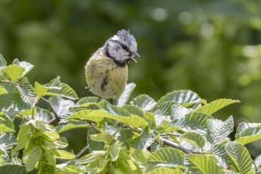 cinciarella Mavi baştankara kuş ağaç üzerinde
