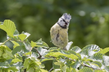 cinciarella Mavi baştankara kuş ağaç üzerinde