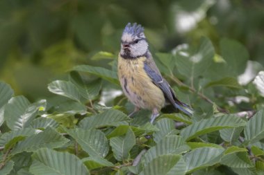 cinciarella Mavi baştankara kuş ağaç üzerinde
