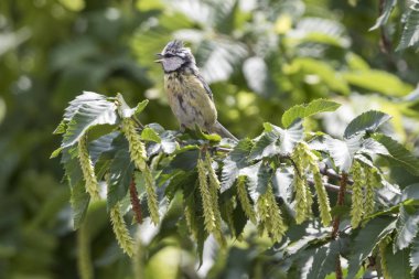 cinciarella Mavi baştankara kuş ağaç üzerinde