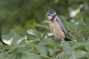 cinciarella Mavi baştankara kuş ağaç üzerinde