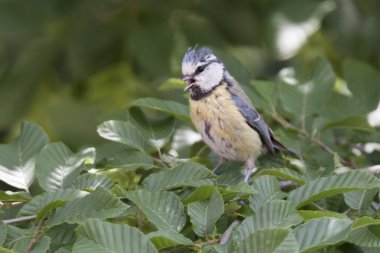 cinciarella Mavi baştankara kuş ağaç üzerinde
