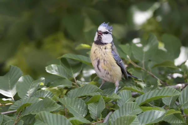 Cinciarella Blaumeise Vogel Auf Baum — Stockfoto