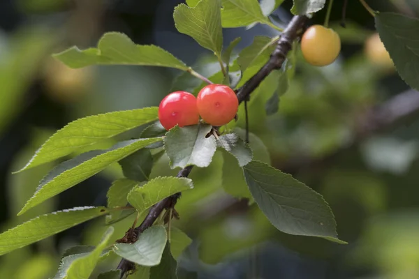 Cerises Mûres Sur Arbre — Photo