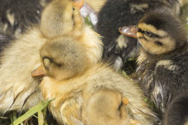 Gölde sevimli ördek yavrusu