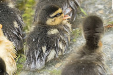 Gölde sevimli ördek yavrusu