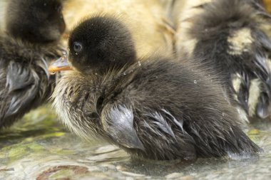 Gölde sevimli ördek yavrusu