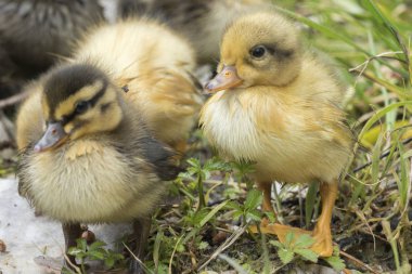 Gölde sevimli ördek yavrusu