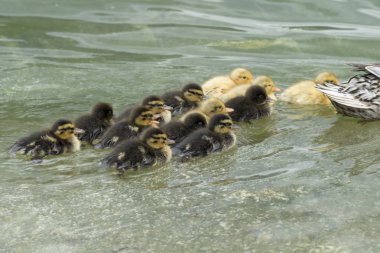 ördek ve göl kenarında ördek yavrusu