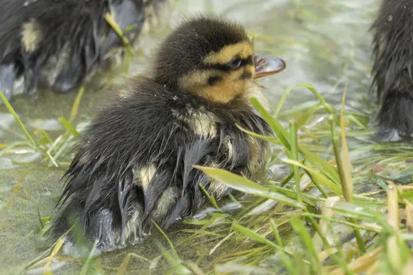 Gölde sevimli ördek yavrusu