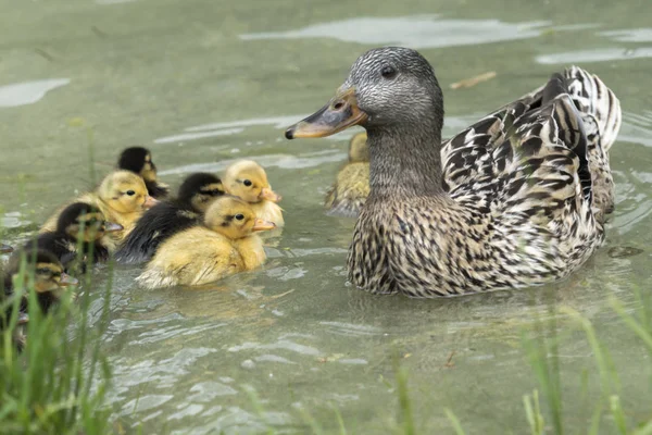Duck Duckling Lake — Stock Photo, Image