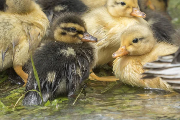 cute duckling at lake