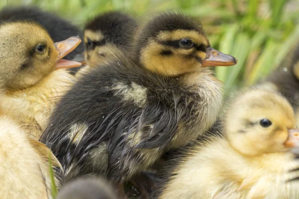 cute duckling at lake