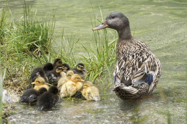 duck and duckling on lake