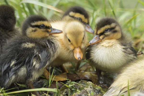 Cute Duckling Lake — Stock Photo, Image