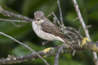 musciapa striata sinekkapan kuş ağaç üzerinde