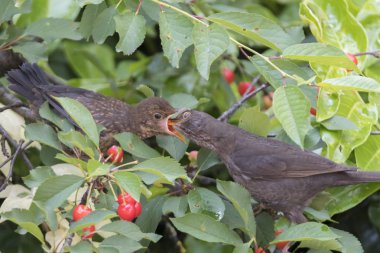 Turdus merula ortak kara kuş köpek gıda vermek