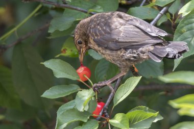 turdus merula ortak kara kuş kiraz yemek