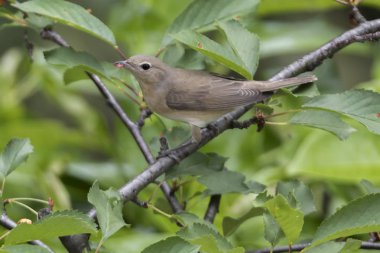 Bahçe ötleğen sylvia borin ağaçta kuş