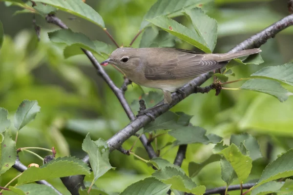 Paruline Jardin Sylvia Bore Oiseau Sur Arbre — Photo