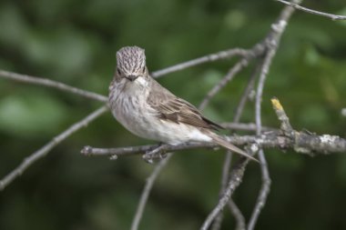 musciapa striata sinekkapan kuş ağaç üzerinde
