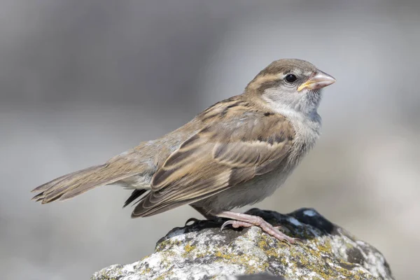 Sparrow Garden — Stock Photo, Image