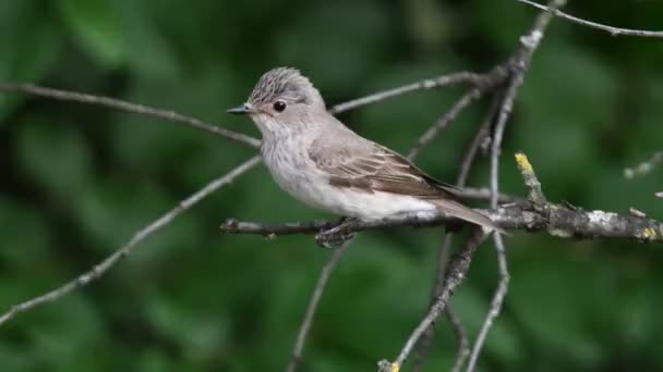 Musciapa Striata Fliegenschnäpper Vogel Auf Baum — Stockvideo