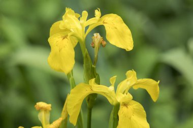 Iris pseudacorus, sarı su Iris