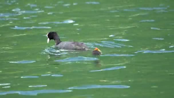 Fulica Atra Sakarmeke Göl Kenarında Köpek Yavrusu — Stok video