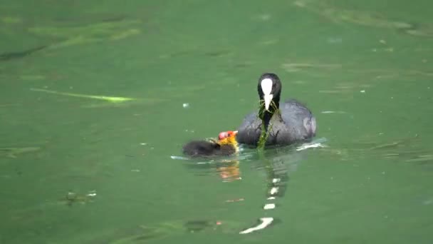 Fulica Atra Sakarmeke Göl Kenarında Köpek Yavrusu — Stok video