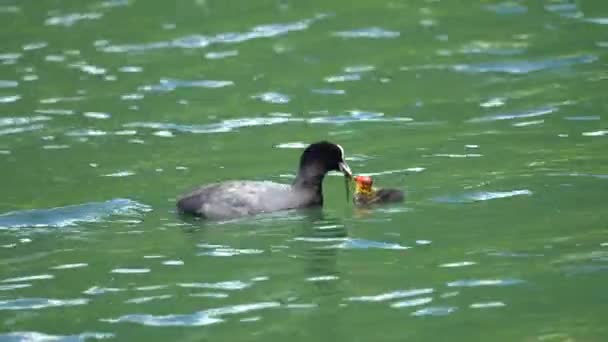 Fulica Atra Лысуха Щенка Озере — стоковое видео